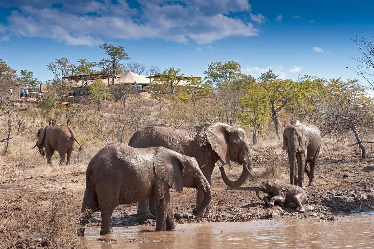 The Elephant Camp