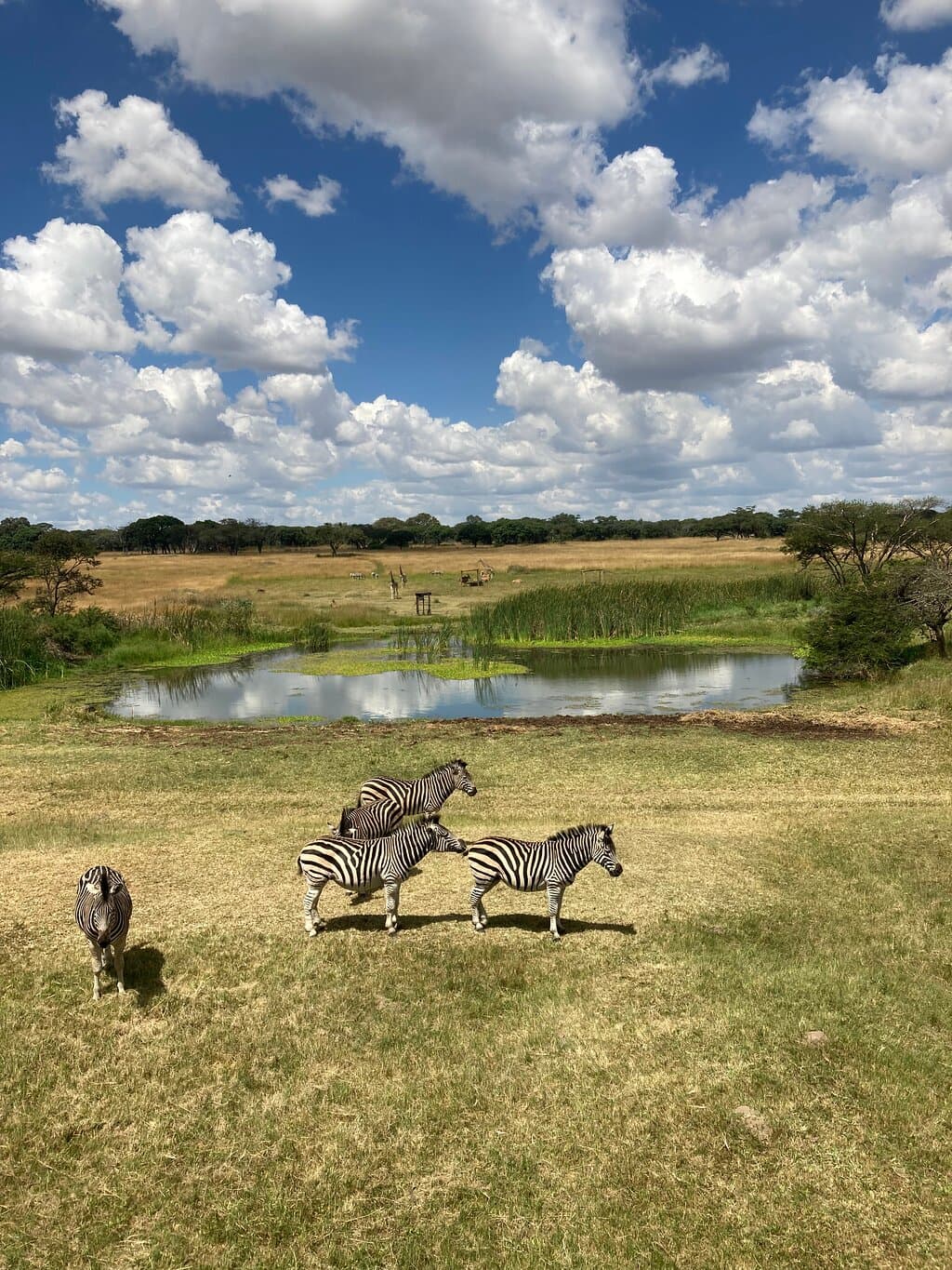 Mukuvisi Woodlands